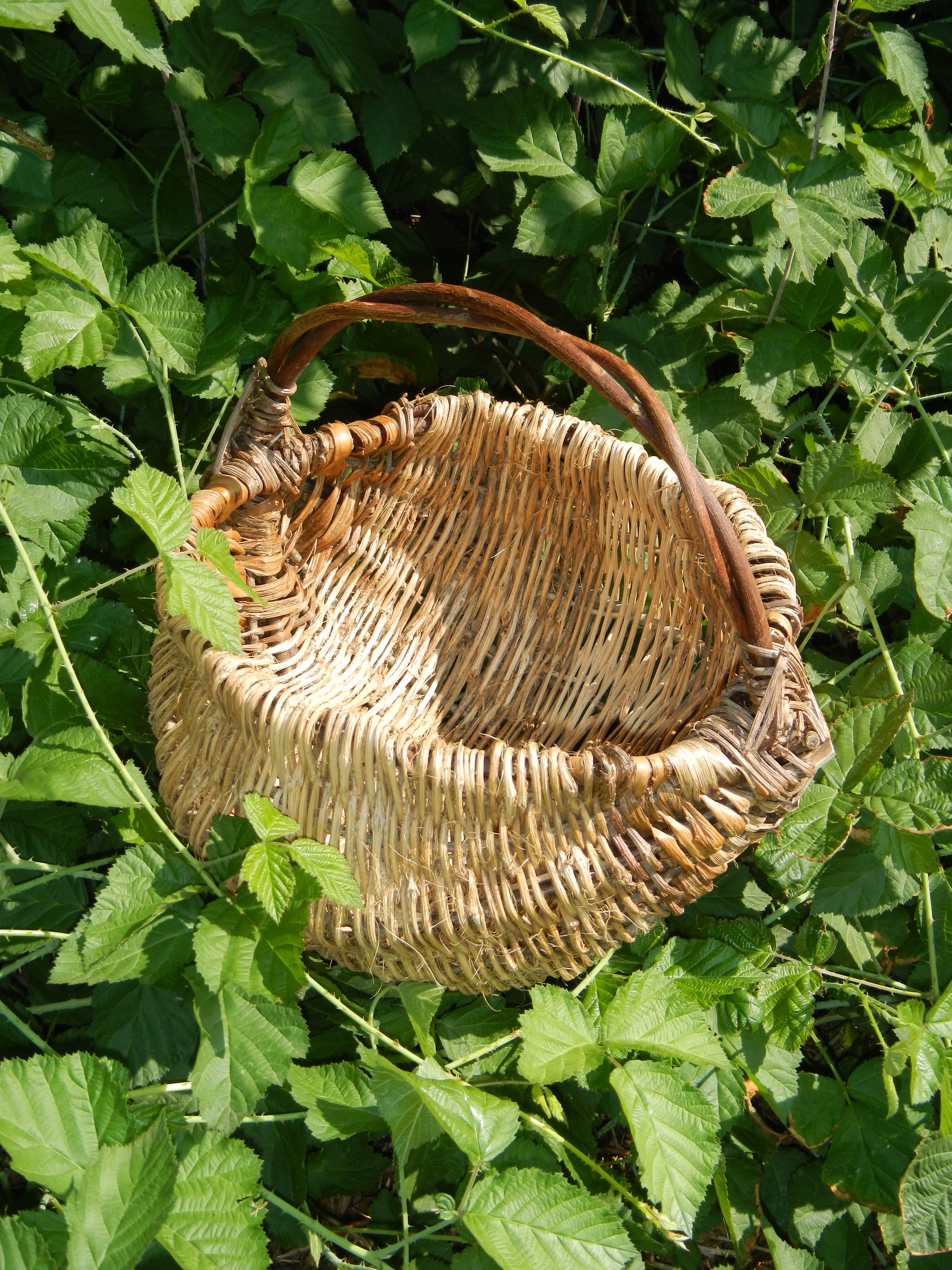 wild basketry